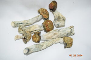 UFO Shrooms