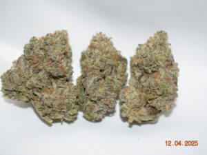 Purple Haze Sativa Dominant Hybrid AAAA