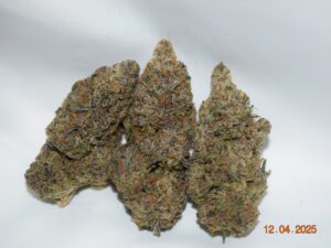 Tropicana Cookies Sativa Dominant Hybrid AAAA