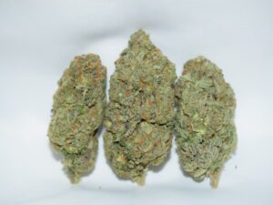 Blackwater Indica Dominant Hybrid AAA+