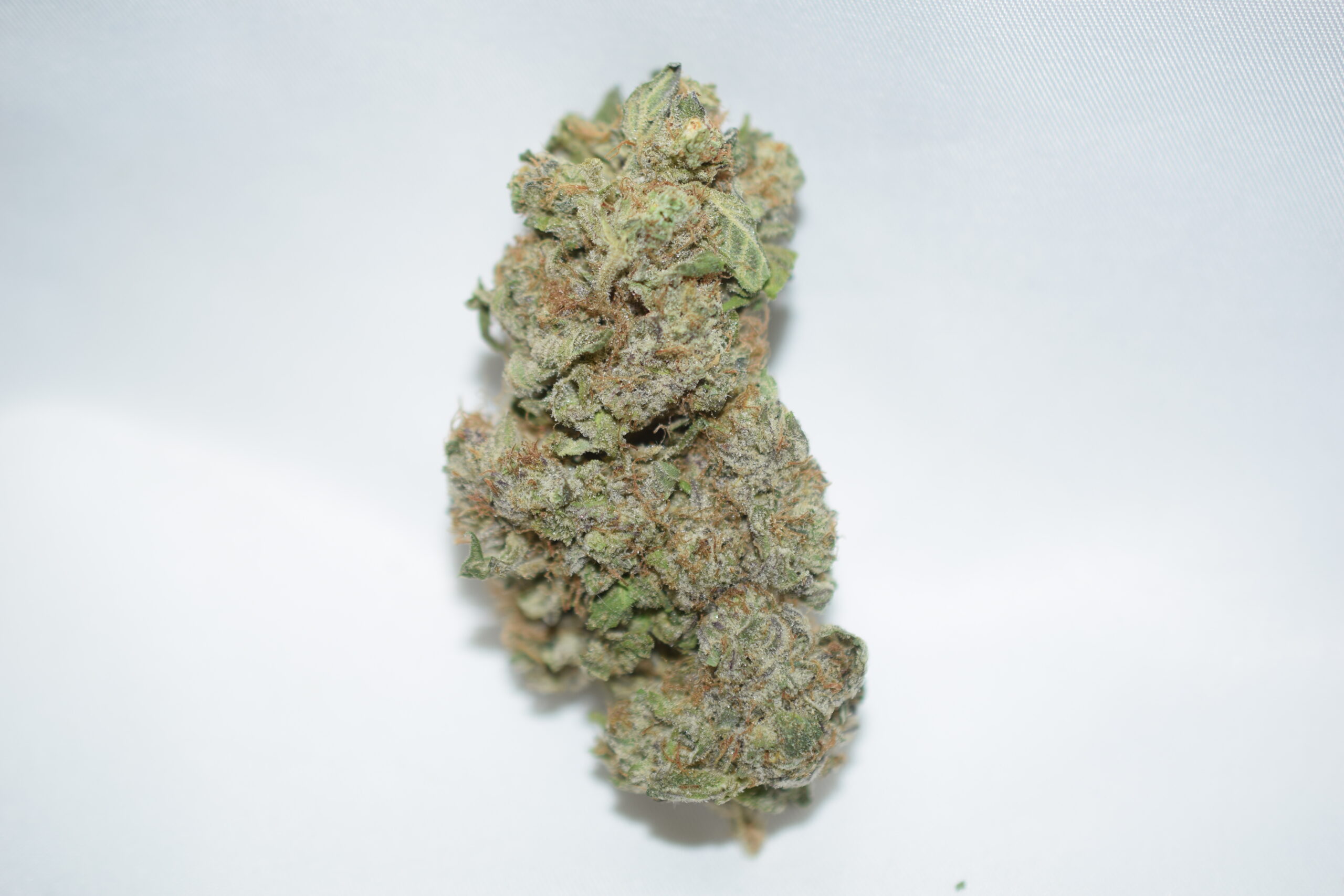 Critical Mass Indica Dominant Hybrid AAA