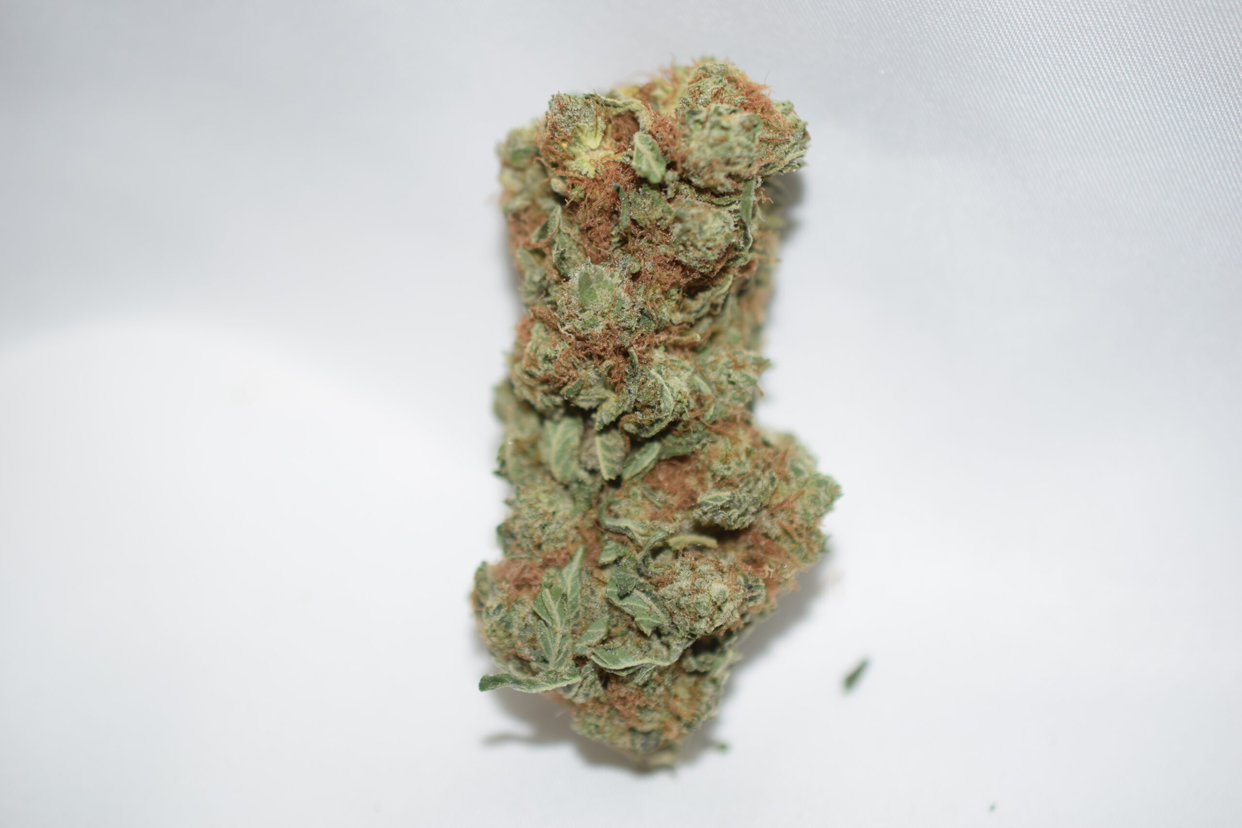 Critical Mass Indica Dominant Hybrid AAA