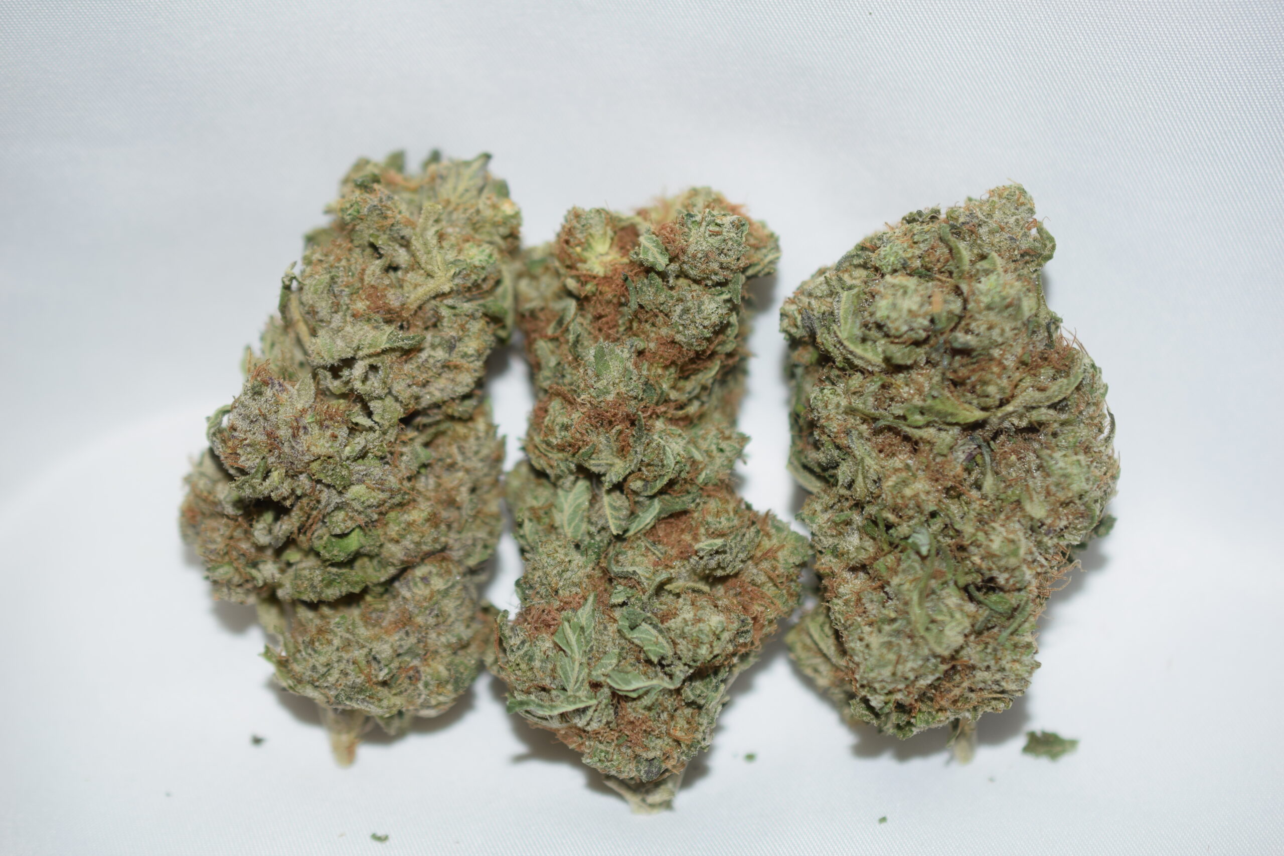 Critical Mass Indica Dominant Hybrid AAA