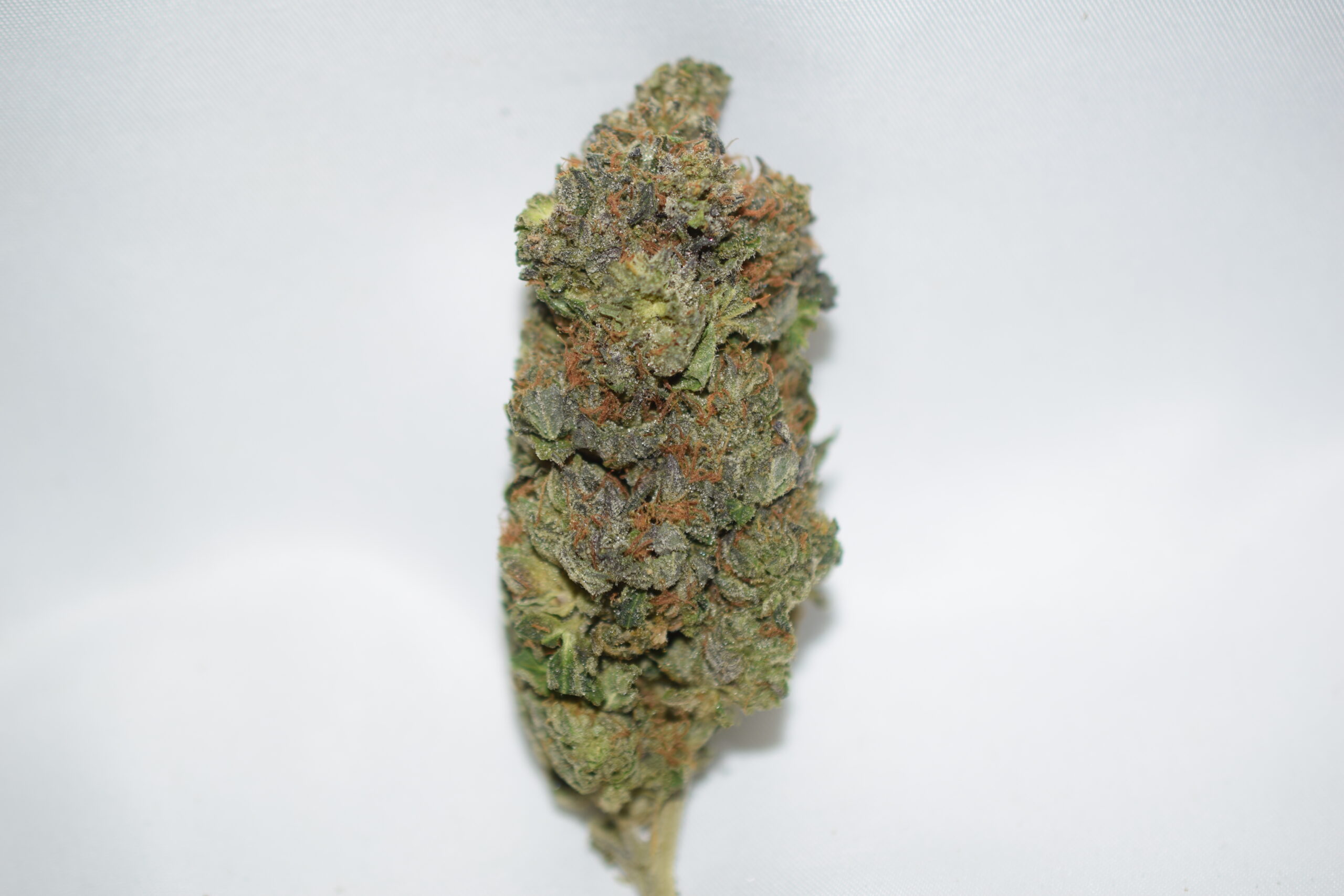 Mike Tyson Indica AAAA