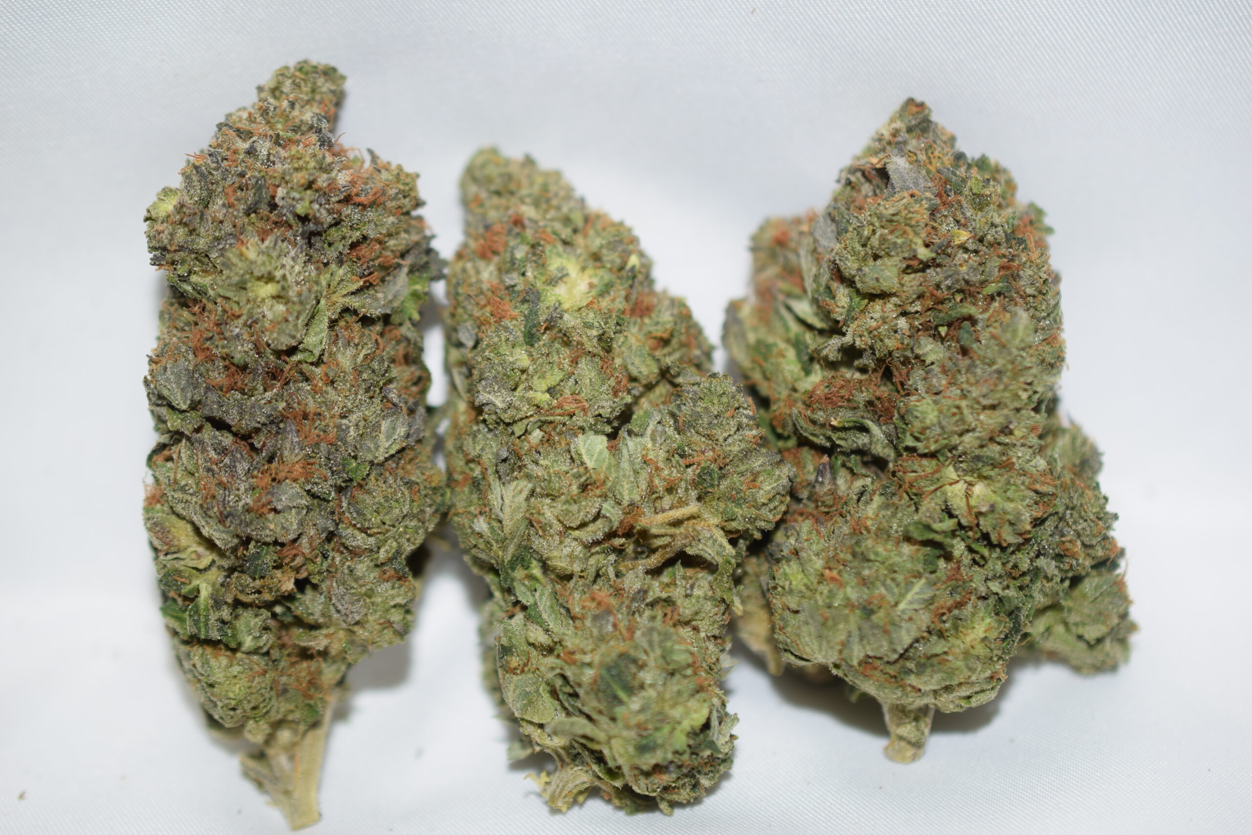 Mike Tyson Indica AAAA